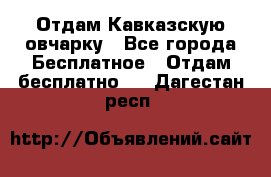 Отдам Кавказскую овчарку - Все города Бесплатное » Отдам бесплатно   . Дагестан респ.